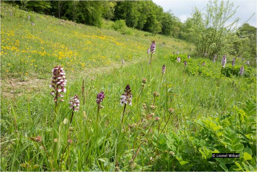 pelouses calcicoles - 6210