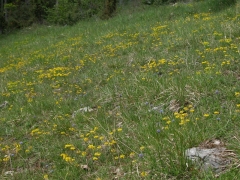 Pelouses calcaire xérophile Pelouses calcaire xérophile