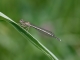 Agrion à larges pattes (Platycnemis pennipes) Femelle immature. [copyright Rouck Jean]