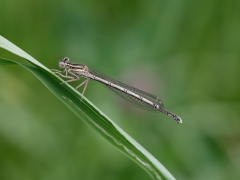 pennipes fem imm.jpg pennipes fem imm.jpg