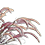 pennisetum3z_45x45
