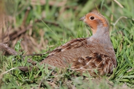 PerdrixGrise_Uitkerke_10102010_Robin-Gailly PerdrixGrise_Uitkerke_10102010_Robin-Gailly