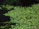 Polygonum amphibium [copyright]