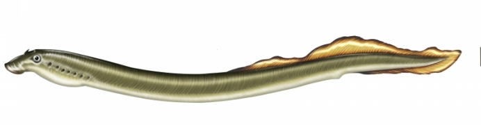 Petite lamproie.jpg Petite lamproie.jpg