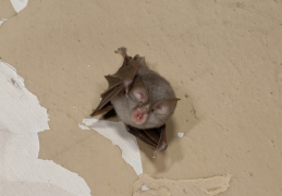 PetitRhinolophe_Jean-LouisGathoye