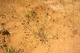 Petrorhagia prolifera [copyright]