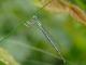 Agrion à large pattes (Platycnemis pennipes) Mâle. [copyright Smits Quentin]