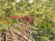Sympétrum vulgaire (Sympetrum vulgatum) Mâle. [copyright Kaiser Aurélien]