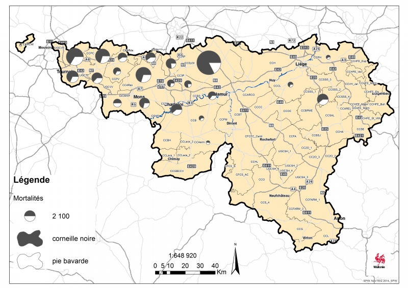 pie corneille cormoran 2015