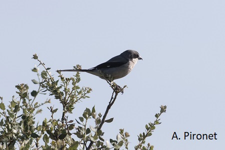 Pie_grieche_grise_Ornithologie_API_1062