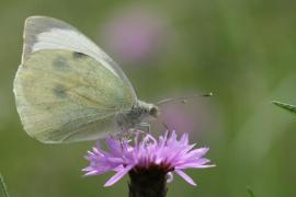 Pieris brassicae Pieris brassicae