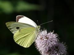 Pieris brassicae Pieris brassicae