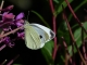 Pieris_mannii_P_D_Kever_04