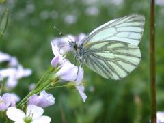 Pieris_napi_dufrene.jpg Pieris_napi_dufrene.jpg