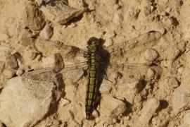 Pierret_cancellatum.JPG Pierret_cancellatum.JPG