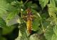 Libellue déprimée (Libellula depressa) Femelle. [copyright Pierret Séverin]