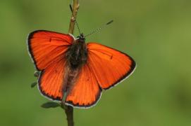 Pierret_dispar1.jpg Pierret_dispar1.jpg