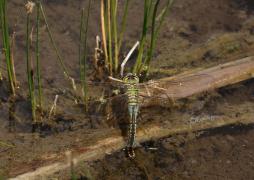 Pierret_imperator.JPG Pierret_imperator.JPG