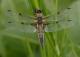 Libellule à quatre taches (Libellula quadrimaculata) Mâle. [copyright Pierret Séverin]