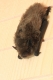 Pipistrellus_nathusii_Dutilleul.JPG