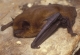 Pipistrellus_pipistrellus_EW_03.JPG