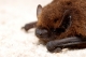 pipistrellus_pipistrellus_GSM.jpg