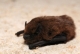 pipistrellus_pipistrellus_GSM2.jpg