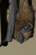 Pipistrellus_pipistrellus_SKr_01.jpg Pipistrellus_pipistrellus_SKr_01.jpg