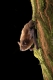 Pipistrellus_pygmaeus_Dutilleul.JPG