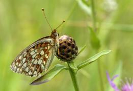 PironetArgynnisNiobe.jpg PironetArgynnisNiobe.jpg