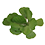 Pistia_stratiotes_trans_45x45