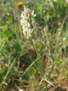 Plantago media Plantago media