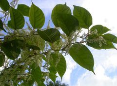plante_240