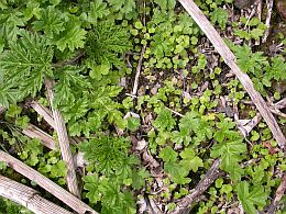plantules berce1