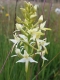 Platanthera bifolia [copyright]