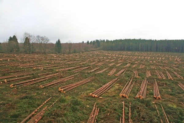 Plateau des Tailles Mise a blanc Source Bellemeuse 2008