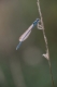 Agrion à larges pattes (Platycnemis pennipes) Mâle. [copyright Barbier Yvan]