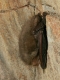 Plecotus_auritus-TRock_02.JPG
