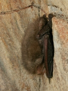 Plecotus_auritus-TRock_02.JPG Plecotus_auritus-TRock_02.JPG