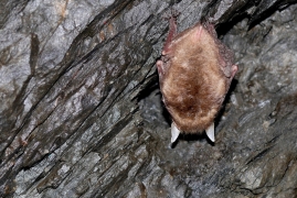 Plecotus_auritus_QSm_04.JPG Plecotus_auritus_QSm_04.JPG