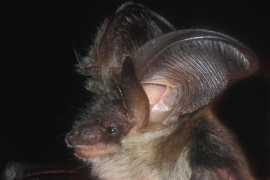 Plecotus_austriacus_EW_02.jpg Plecotus_austriacus_EW_02.jpg