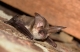 Plecotus_austriacus_MPa_03.JPG