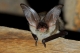 Plecotus_austriacus_PLi_04.JPG