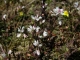 Polygala serpyllifolia [copyright]