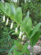 Polygonatum odoratum Polygonatum odoratum
