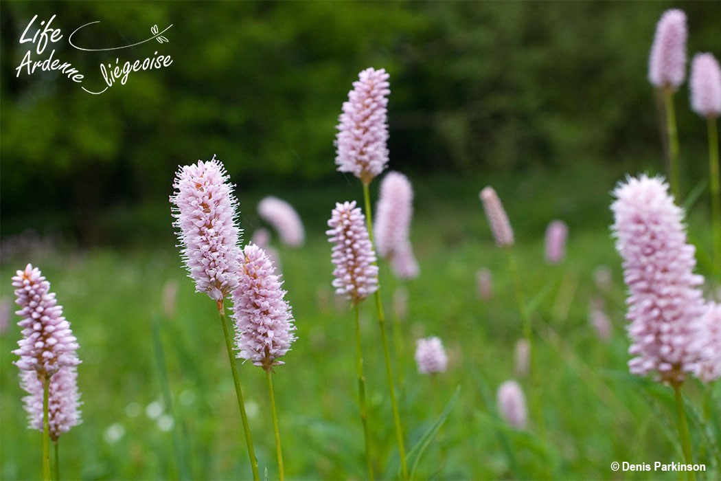 Polygonium_bistorta