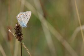 polyommatus_icarus_tkinet.jpg polyommatus_icarus_tkinet.jpg