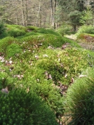 Polytric commun en chênaie pédonculée à bouleau Polytric commun en chênaie pédonculée à bouleau