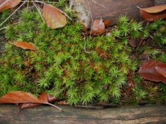 Polytrichum formosum Polytrichum formosum