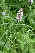 Polyvgonum bistorta.jpg Polyvgonum bistorta.jpg